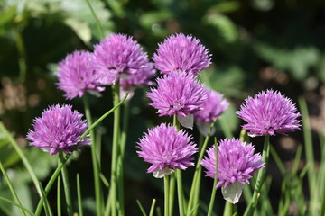 Lilac flower onions