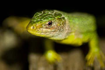 Lézard vert