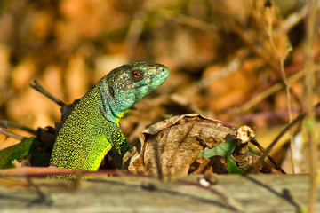lezard vert
