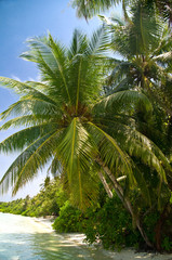 Palme an einem tropischen Strand
