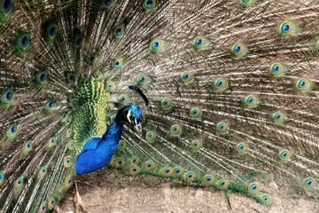 Obraz premium Beautiful peacock spreading its coloured tail
