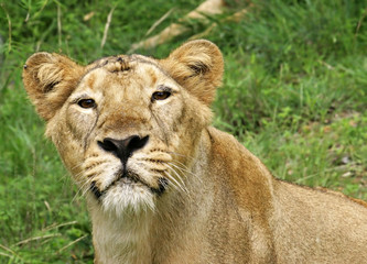 Obraz na płótnie Canvas Lioness in close view