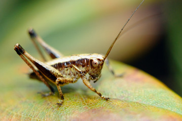 macro decticelle cendrée