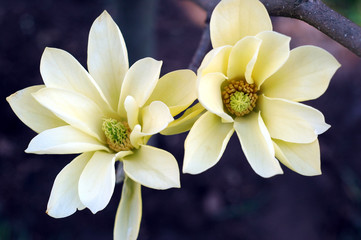 Magnolias