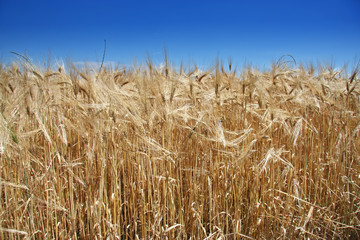 Fototapeta na wymiar Summer wheat