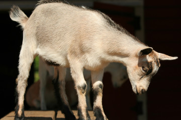 Baby goat resting