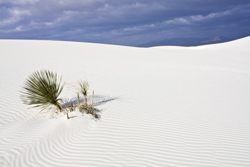 Morning in White Dunes National Monument