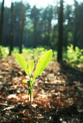 Green leaves in forest