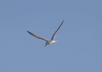 Seagull