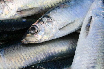 Hering
