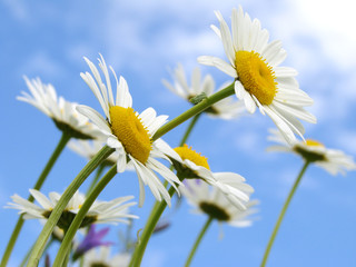 wild daisies