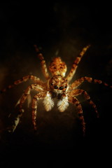 Jumping Spider