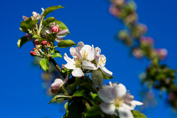 Cherry tree branch in bloom