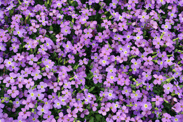 Obraz premium Bed of purple flowers
