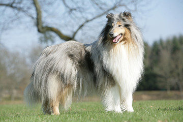 chien  Colley debout