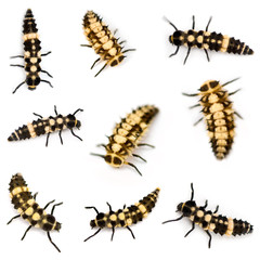 Ladybird larvae