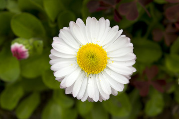 Fototapeta premium Marguerite