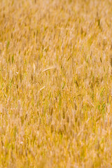 wheat field