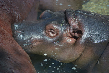 Cucciolo di ippopotamo durante l allattamento