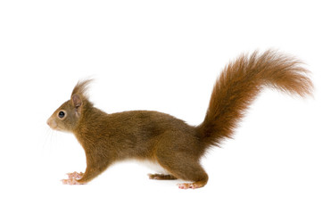 Eurasian red squirrel - Sciurus vulgaris (2 years)