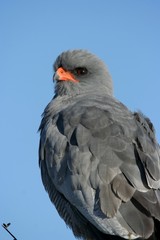 Pale Chanting Goshawk