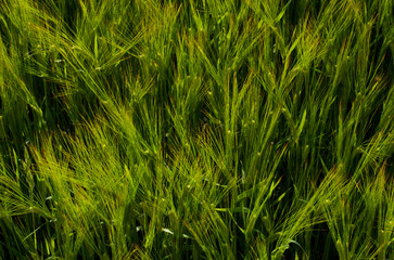 Green Barley Growing