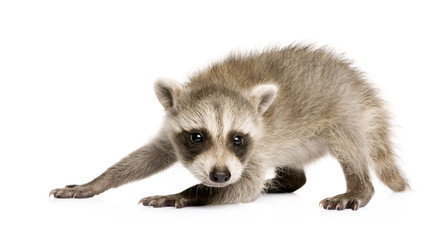 Obraz premium baby raccoon (6 weeks) - Procyon lotor