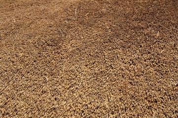 Thatch Texture