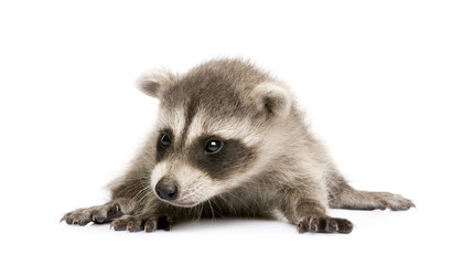 baby raccoon (6 weeks) - Procyon lotor