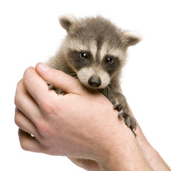 baby raccoon (6 weeks) - Procyon lotor