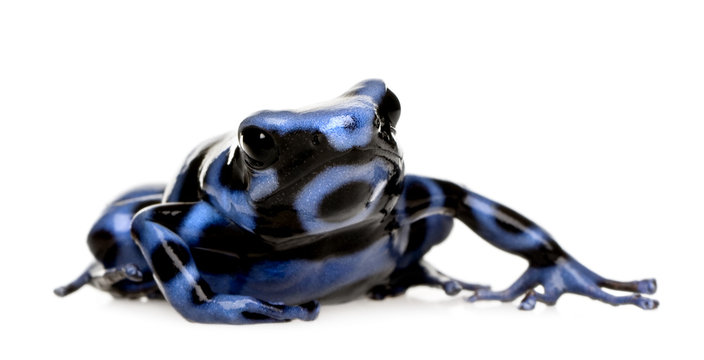 blue and Black Poison Dart Frog - Dendrobates auratus