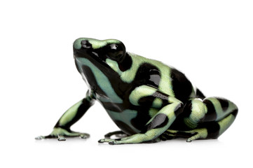 green and Black Poison Dart Frog - Dendrobates auratus