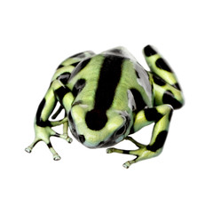 green and Black Poison Dart Frog - Dendrobates auratus
