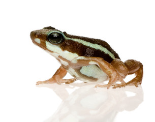Phantasmal poison frog - Epipedobates tricolor