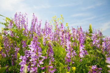 field of vicia cracca