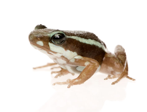 Phantasmal poison frog - Epipedobates tricolor