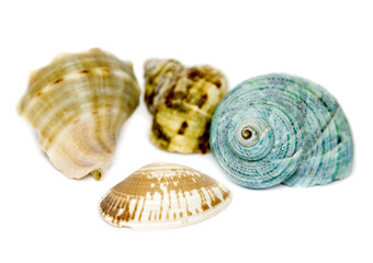 Seashells on white with a lot of copy space