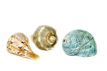 Seashells on white with a lot of copy space