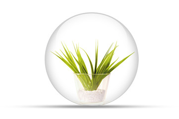 young plant in a glassy orb