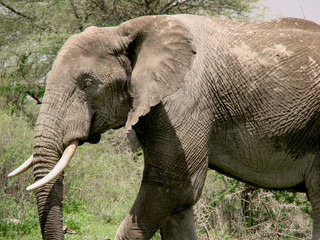 Naklejka premium Elephant1
