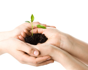 Transplant of a tree female and children's hands