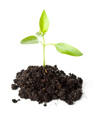 Transplant of a tree