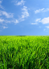 green grass landscape