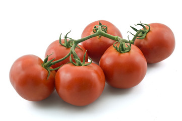 tomatoes on branch