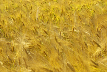 wheat field