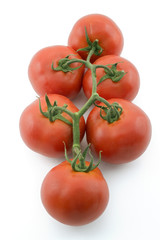 tomatoes on branch