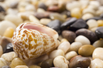 Shell