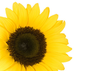 Obraz premium Sonnenblume