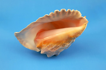 Seashell