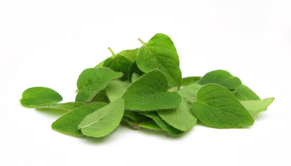 Oregano fresh leaves